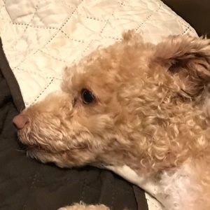 Meet your Posher, Julia